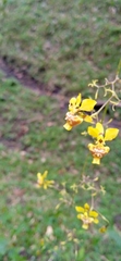 Oncidium
