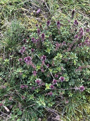 Thymus serpyllum