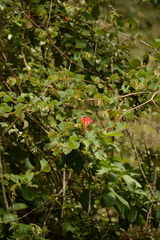 Bauhinia galpinii