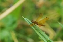Perithemis icteroptera