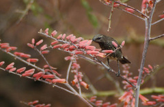 Chalcomitra amethystina