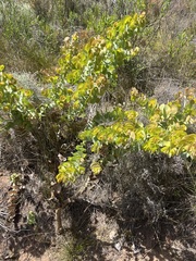 Rafnia amplexicaulis