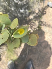 Rafnia amplexicaulis