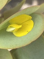 Rafnia amplexicaulis