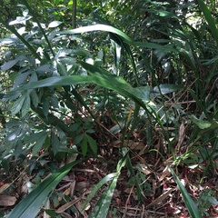 Aspidistra attenuata