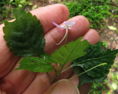 Impatiens hochstetteri