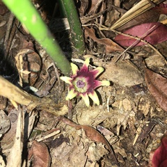 Aspidistra attenuata