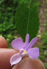Impatiens hochstetteri