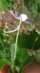 Impatiens hochstetteri
