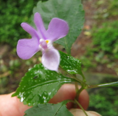 Impatiens hochstetteri