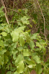 Combretum zeyheri