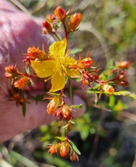 Hypericum perforatum