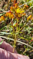Hypericum perforatum