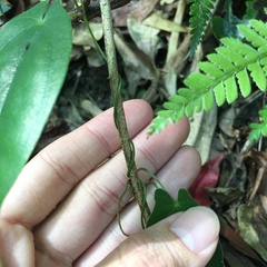 Dioscorea cirrhosa