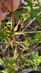 Hypericum perforatum