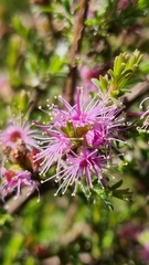 Kunzea parvifolia
