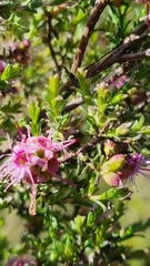 Kunzea parvifolia