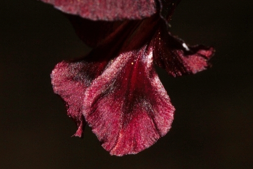 Gladiolus atropurpureus image