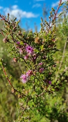 Kunzea parvifolia