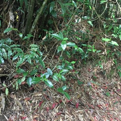 Trachelospermum asiaticum