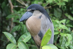 Cochlearius cochlearius