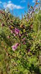Kunzea parvifolia