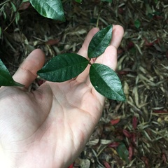 Trachelospermum asiaticum