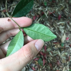 Trachelospermum asiaticum