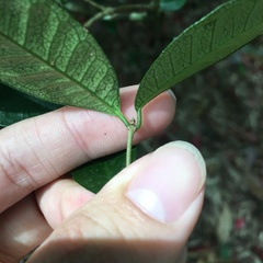 Trachelospermum asiaticum