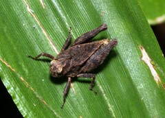Tetrigidae
