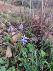Muscari parviflorum