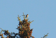 Glaucidium gnoma