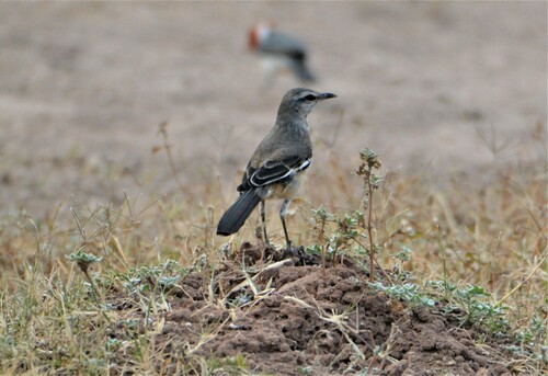 Witbandspotlijster (Mimus triurus)