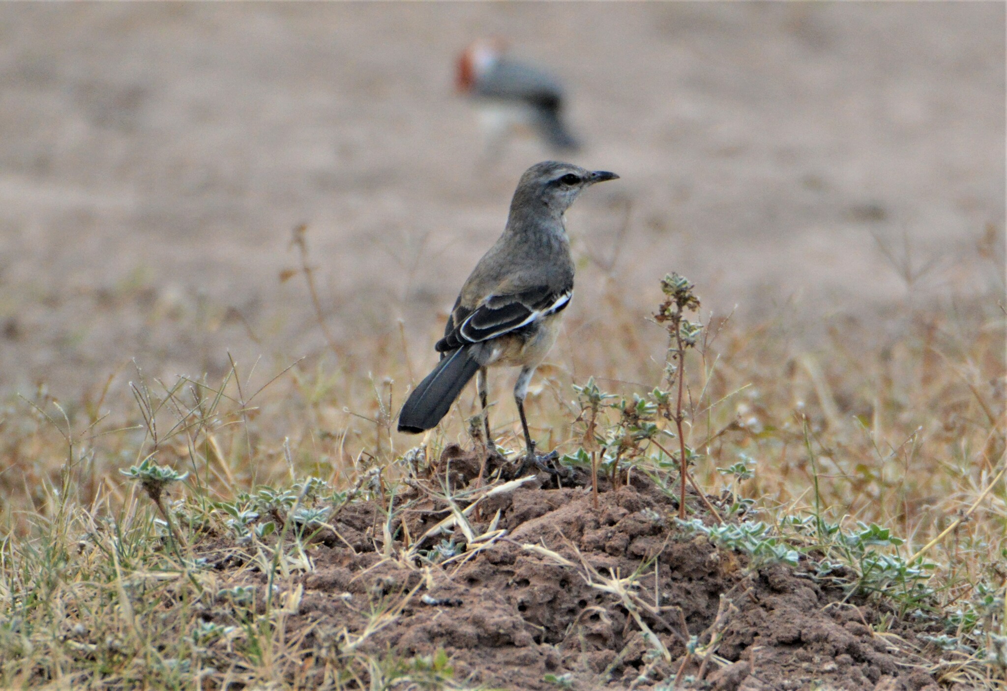 White-banded Mockingbird (Mimus triurus)