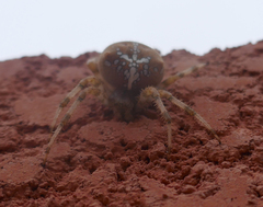 Araneus pallidus