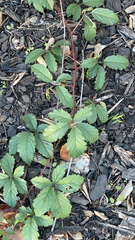 Rubus trivialis