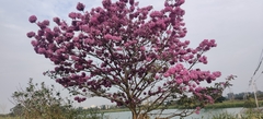 Tabebuia heterophylla
