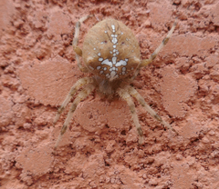 Araneus pallidus