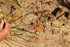 Bobartia macrospatha anceps