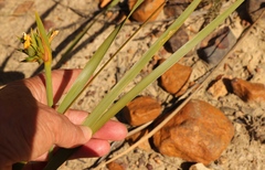 Bobartia macrospatha anceps