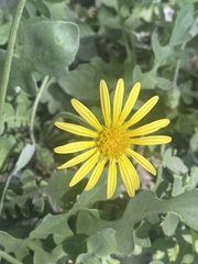 Arctotheca prostrata