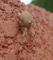 Araneus pallidus