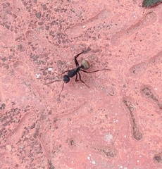 Camponotus sericeus