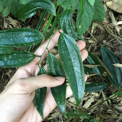 Smilax lanceifolia