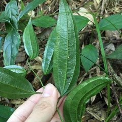 Smilax lanceifolia