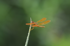 Perithemis tenera