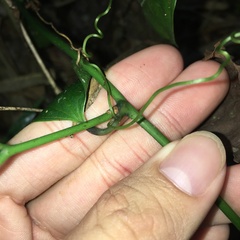 Smilax lanceifolia