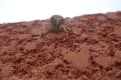 Araneus pallidus