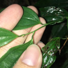Smilax lanceifolia