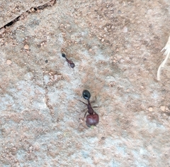 Trichomyrmex
